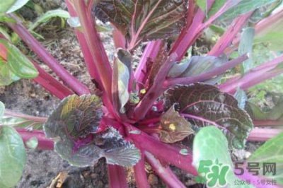 ​红菜苔热量高吗？吃红菜苔吗会胖吗？