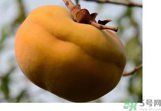 大柿子不能和什么同吃？大柿子和什么食物相克？