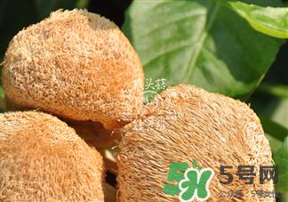 猴菇是什么东西?猴菇怎么做好吃?