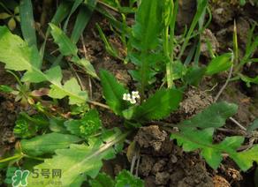 便秘能吃荠菜吗？便秘可以吃荠菜吗？