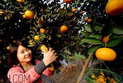 ​黄岩蜜桔好还是涌泉好 黄岩蜜桔和涌泉蜜桔有什么区别