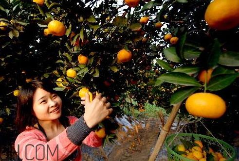 黄岩蜜桔好还是涌泉好 黄岩蜜桔和涌泉蜜桔有什么区别