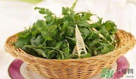 菊花脑是什么？菊花脑是野菊花吗