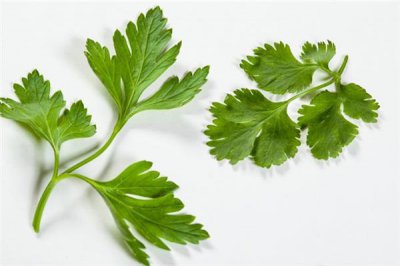 ​香菜降血压吗 香菜吃了对身体有什么好处