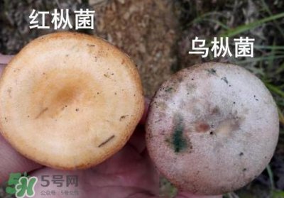 ​怎样鉴别重阳菌是否有毒？重阳菌是发物吗