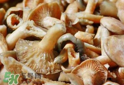 怎样鉴别重阳菌是否有毒？重阳菌是发物吗