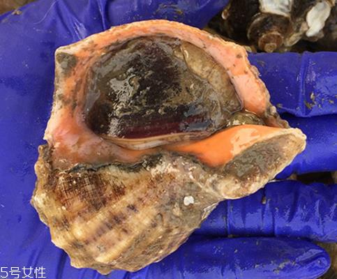海螺开水还是冷水下锅？海螺冷水还是热水煮？