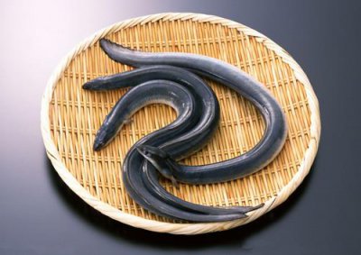 ​黄鳝不能和什么一起吃?黄鳝和什么相克