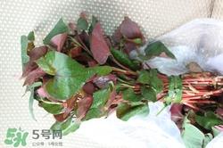 鱼腥草可以治可咳嗽吗?鱼腥草治咳嗽的做法