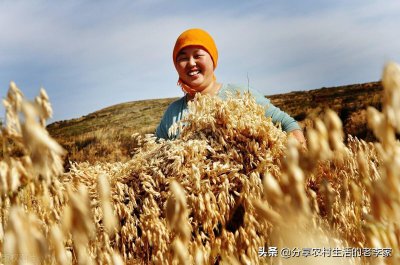 ​山西地方美食之莜面饺子
