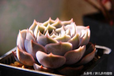 ​胖儿说多肉之：菲欧娜