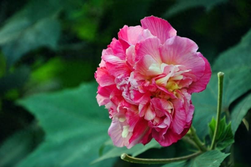 木芙蓉图片大全 木芙蓉植物高清图片