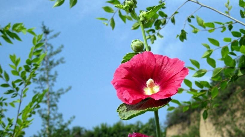 木芙蓉图片大全 木芙蓉植物高清图片