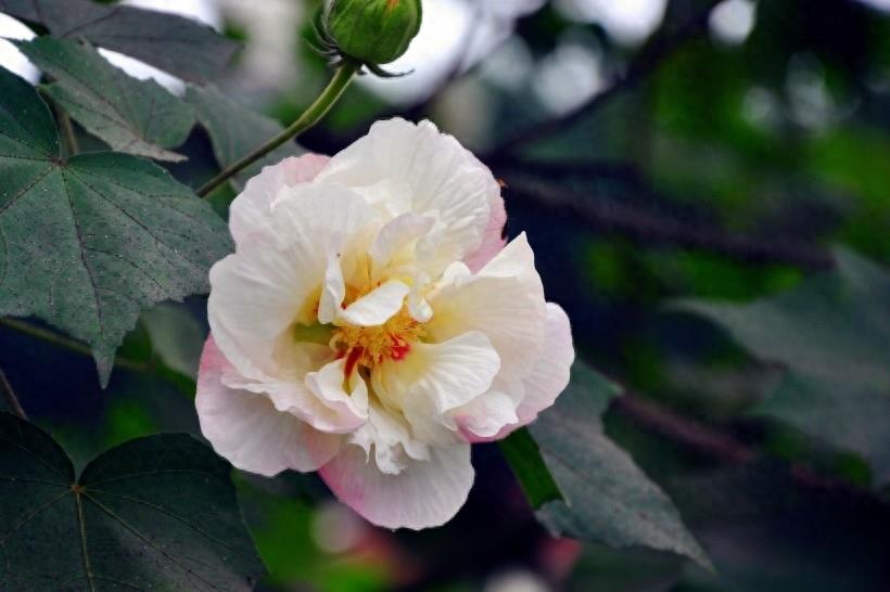 木芙蓉图片大全 木芙蓉植物高清图片