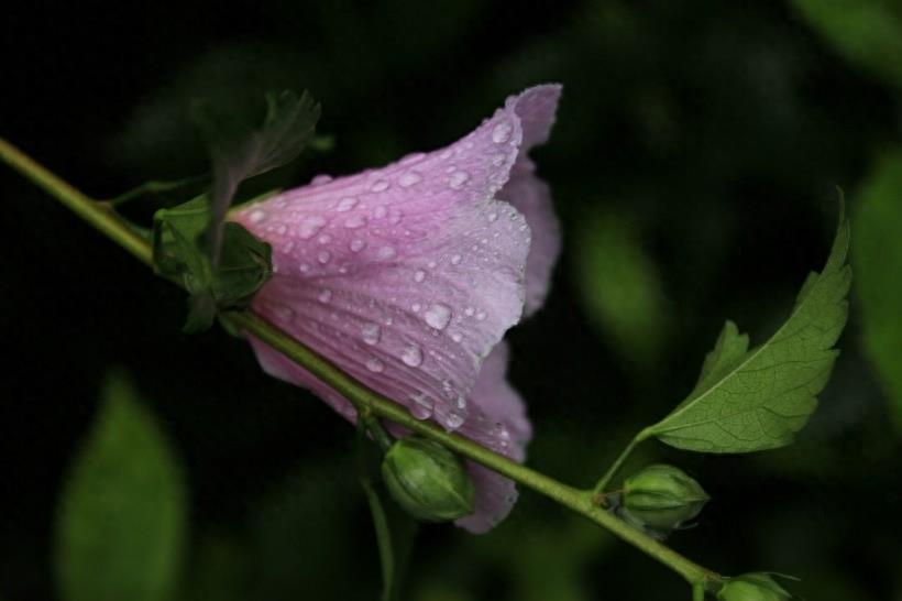 木芙蓉图片大全 木芙蓉植物高清图片