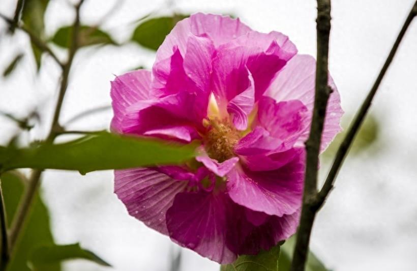 木芙蓉图片大全 木芙蓉植物高清图片