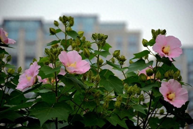 木芙蓉图片大全 木芙蓉植物高清图片