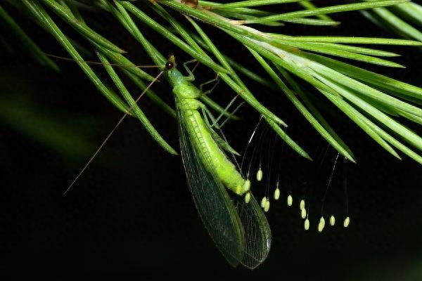 昆虫图集：绿草间的仙子就在我们身边，它叫草蛉