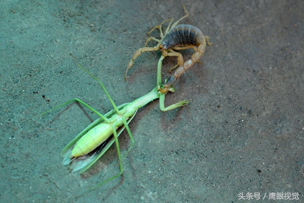 螳螂号称“昆虫界的霸王”，它遇到蝎子后，谁更厉害呢？