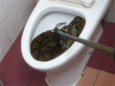 ​蟒蛇突然出现在家中马桶里，11岁男孩吓得直尿裤子