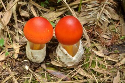 ​“鸡蛋菌”-关于橙盖鹅膏菌，你一定不知道的趣味知识