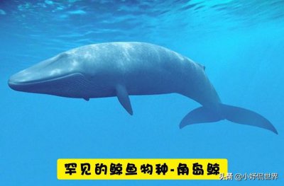 ​在地球上原本被认为已经消失，但却被人类再度发现的7种动物