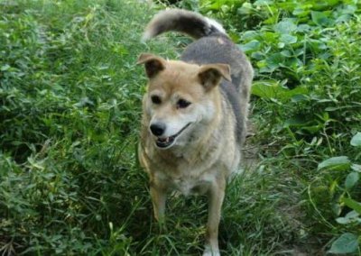 ​这5种最常见而且颜值又好看的中华田园犬，你认识吗？