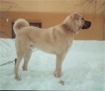 ​坎高犬-土耳其国宝，外交法宝