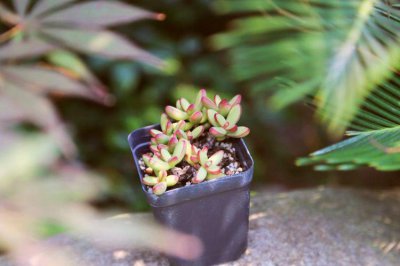​家居养花之多肉植物-小天狗