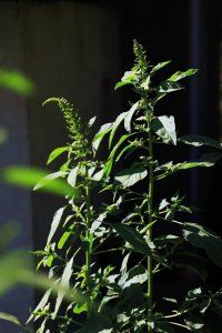 ​鹤峰秋来风景异：药食两用的绿穗苋