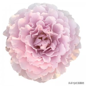 ​这个月季品种，不买对不起花园，但是你见过蜻蜓的美吗？