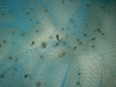 ​神似“龙”的生物，“六角龙鱼”是什么样的一种存在？合理吗？