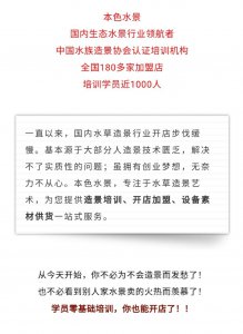 ​本色水景知识：一学就会的水陆缸制作，水陆缸造景教程学习