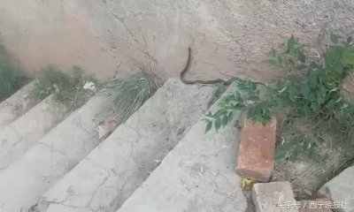 ​西宁南山寺附近有蛇出没