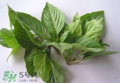 ​鱼香菜的营养价值_鱼香菜的功效与作用及食用方法