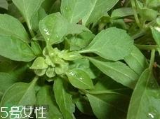 鱼香菜的营养价值_鱼香菜的功效与作用及食用方法