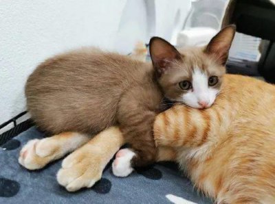 ​猫咪“抱大腿”有这6个含义，第4个常常被误会