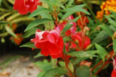 ​山上有棵凤仙花，花开摘下染指甲，你会用凤仙花染指甲吗？