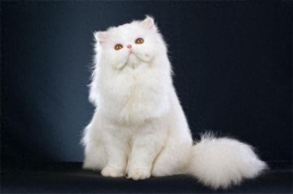地球上10大最聪明的猫，波斯猫第十，暹罗猫第四，第一有点意外