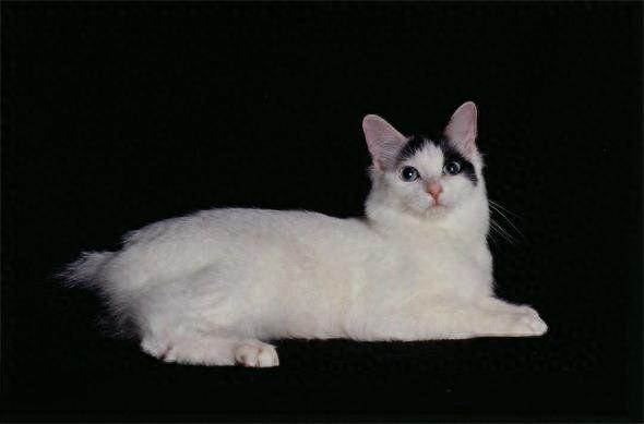 地球上10大最聪明的猫，波斯猫第十，暹罗猫第四，第一有点意外