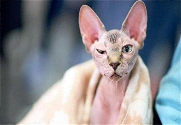 地球上10大最聪明的猫，波斯猫第十，暹罗猫第四，第一有点意外