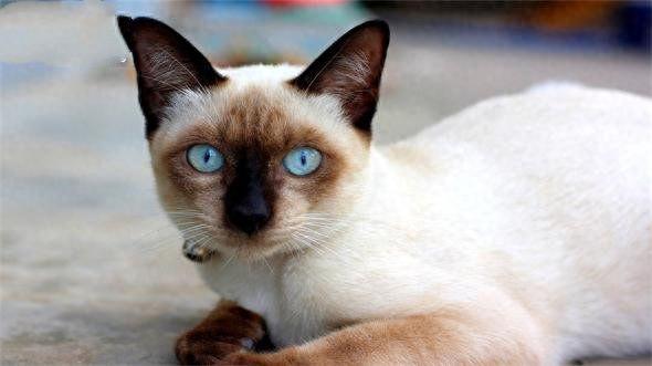 地球上10大最聪明的猫，波斯猫第十，暹罗猫第四，第一有点意外