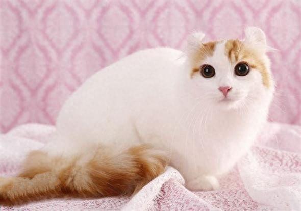 地球上10大最聪明的猫，波斯猫第十，暹罗猫第四，第一有点意外