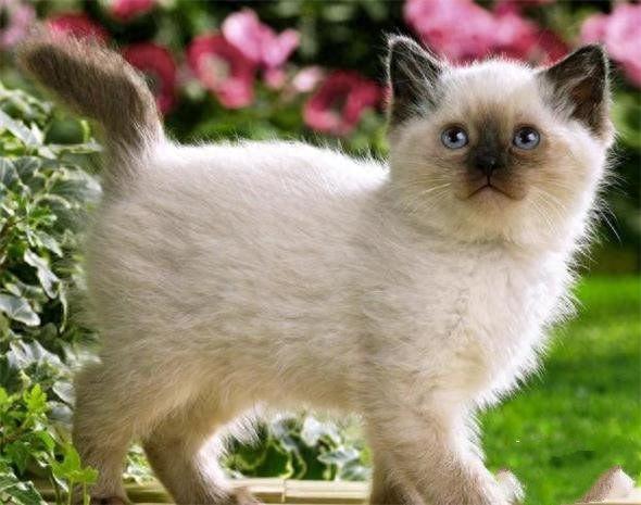 地球上10大最聪明的猫，波斯猫第十，暹罗猫第四，第一有点意外