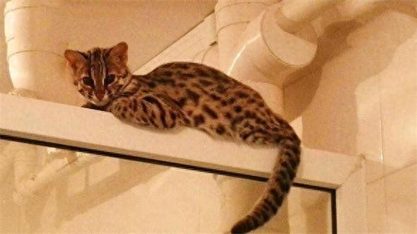 地球上10大最聪明的猫，波斯猫第十，暹罗猫第四，第一有点意外