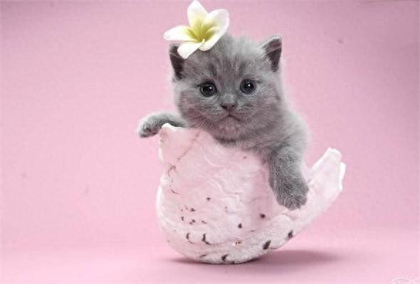 地球上10大最聪明的猫，波斯猫第十，暹罗猫第四，第一有点意外