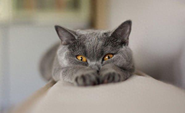 地球上10大最聪明的猫，波斯猫第十，暹罗猫第四，第一有点意外