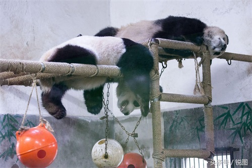 大熊猫再现奇葩睡姿 盘点这几年大熊猫睡过的那些“高难度”