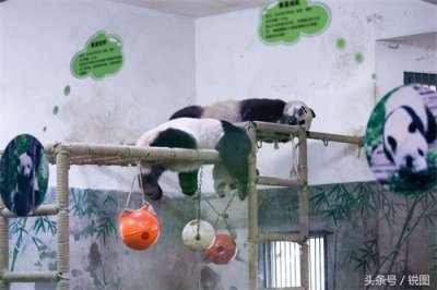 ​大熊猫再现奇葩睡姿 盘点这几年大熊猫睡过的那些“高难度”