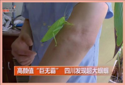 ​蝈蝈和蛐蛐的区别:螽（zhōng）斯寓意多子多福，蛐蛐却啃食庄稼